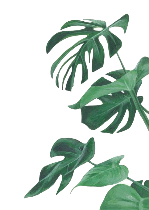 Botany Leaf Painting Leaves Illustration Watercolor Botanical Clipart