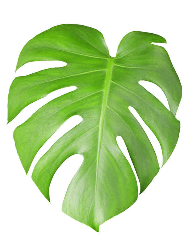 Cheese Plant Leaf Photography Tropical Swiss Leaves Clipart