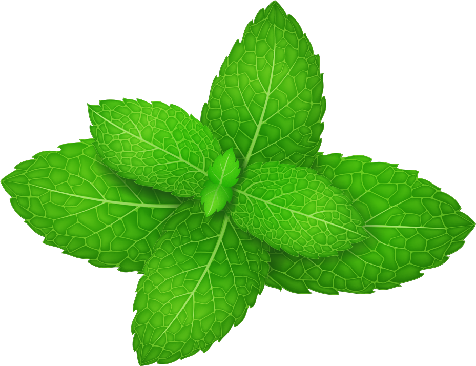 Download Mentha Leaf Herb Leaves Spicata Peppermint Vector Clipart PNG