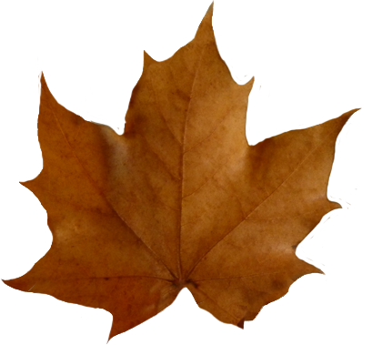 Leaf Fall Leaves Beautiful Autumn Download Png Clipart