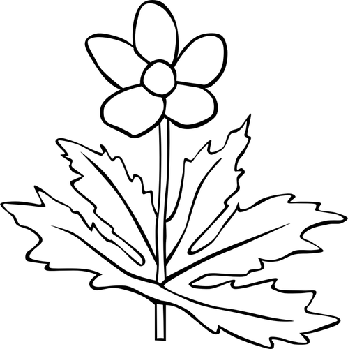 Anemone Canadensis Flower Outline Clipart