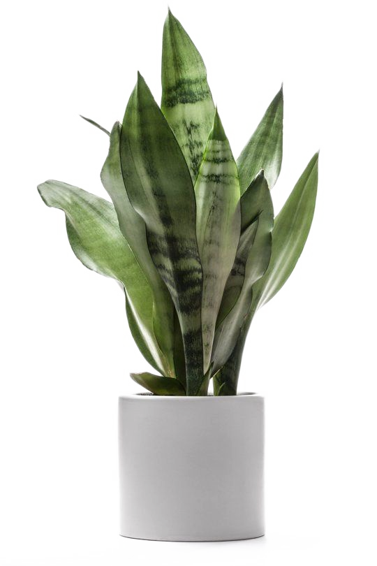 Plants Dracaena Fragrans Houseplant Leaves Tree Dragon Clipart