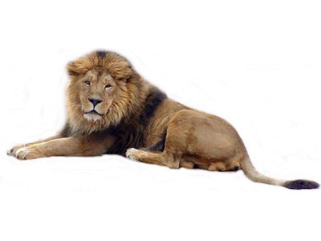 Lion Dromgae Top Transparent Image Clipart