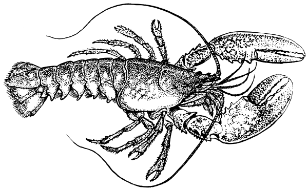 Free Lobster 1 Page Of Public Domain Clipart