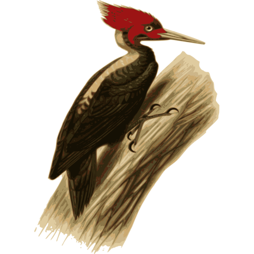 Woodpecker Bird Clipart