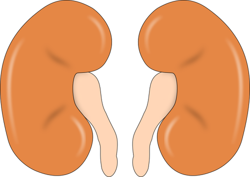 Illustration Of Kidneys Clipart