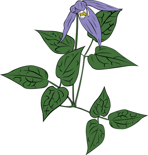 Clematis Occidentalis Flower Clipart