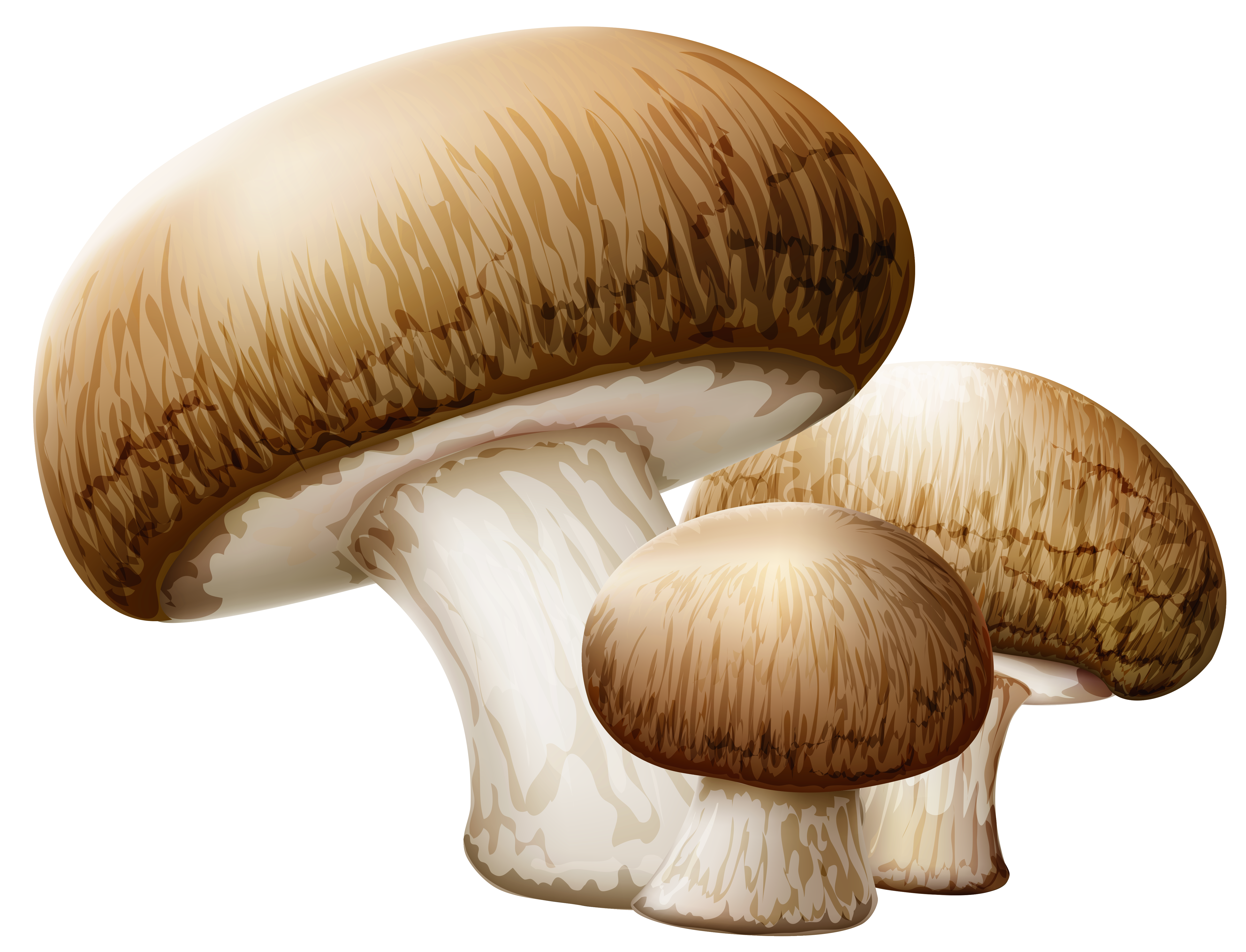 Mushroom Collection Clipart Clipart