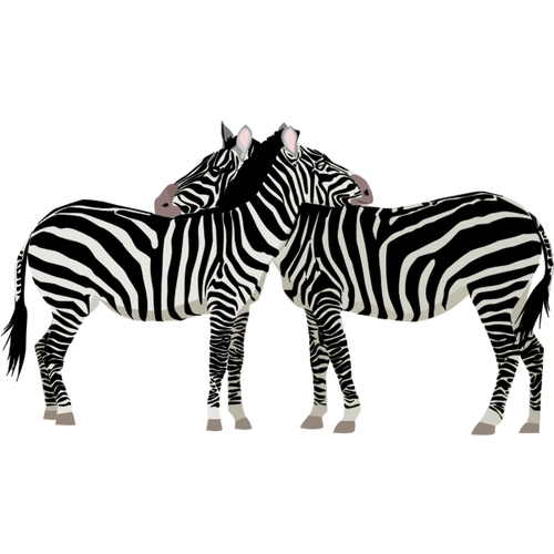 Two Zebra Animals Clipart