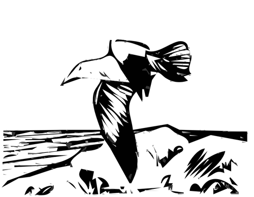 Herring Gull Flying Clipart