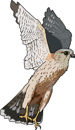 Merlin Falcon Clipart