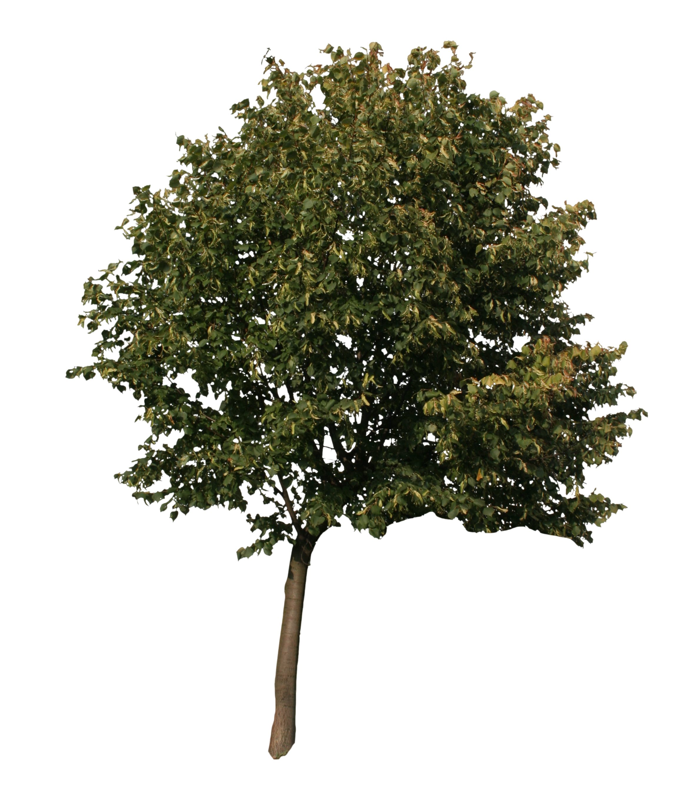 Quercus Graphics Tree Sycamore Oak American Computer Clipart