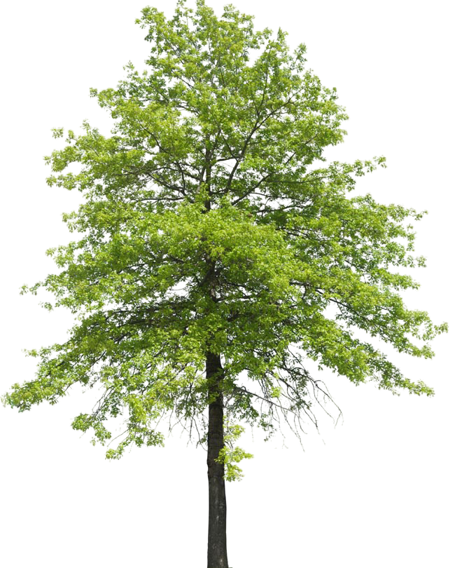 Plant Shrub Transpiration Nature Tree Arboles Clipart