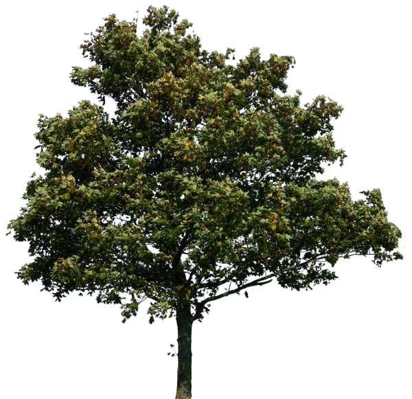 Picture Tree Download, Image, Free Download PNG HD Clipart