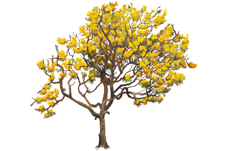 Aurea Tabebuia Tree Yellow Chrysantha Twig Clipart