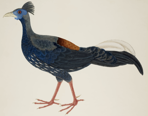 Color Drawing Of Large Long-Tailed Bird Clipart