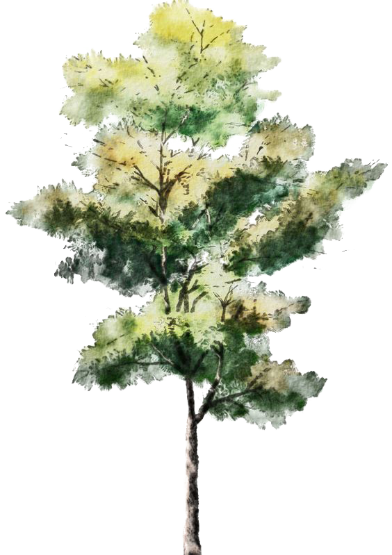 Download Sketch Tree Trees Watercolor Architecture Painting Drawing Clipart Png Free Freepngclipart