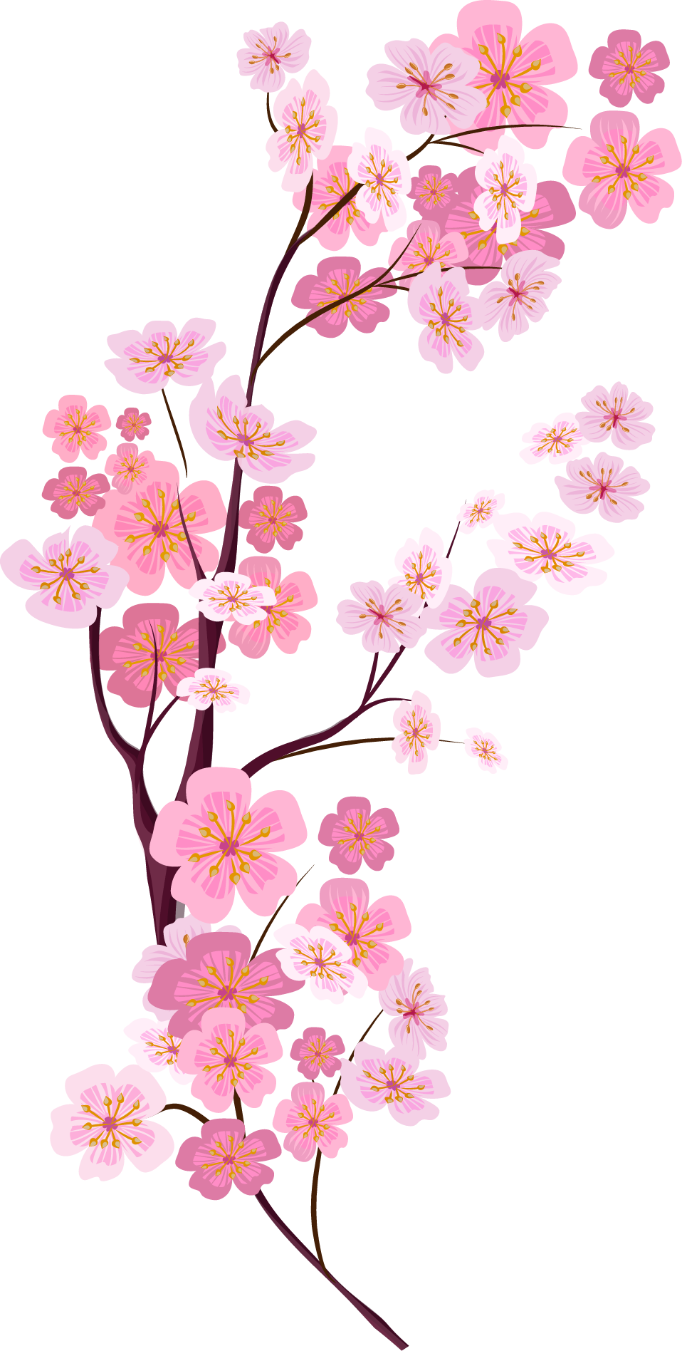 Pink Euclidean Blossom Cherry Painted Vector Blossoms Clipart