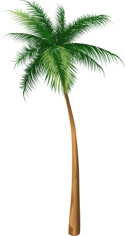 Arecaceae Coconut Tree Illustration HQ Image Free PNG Clipart