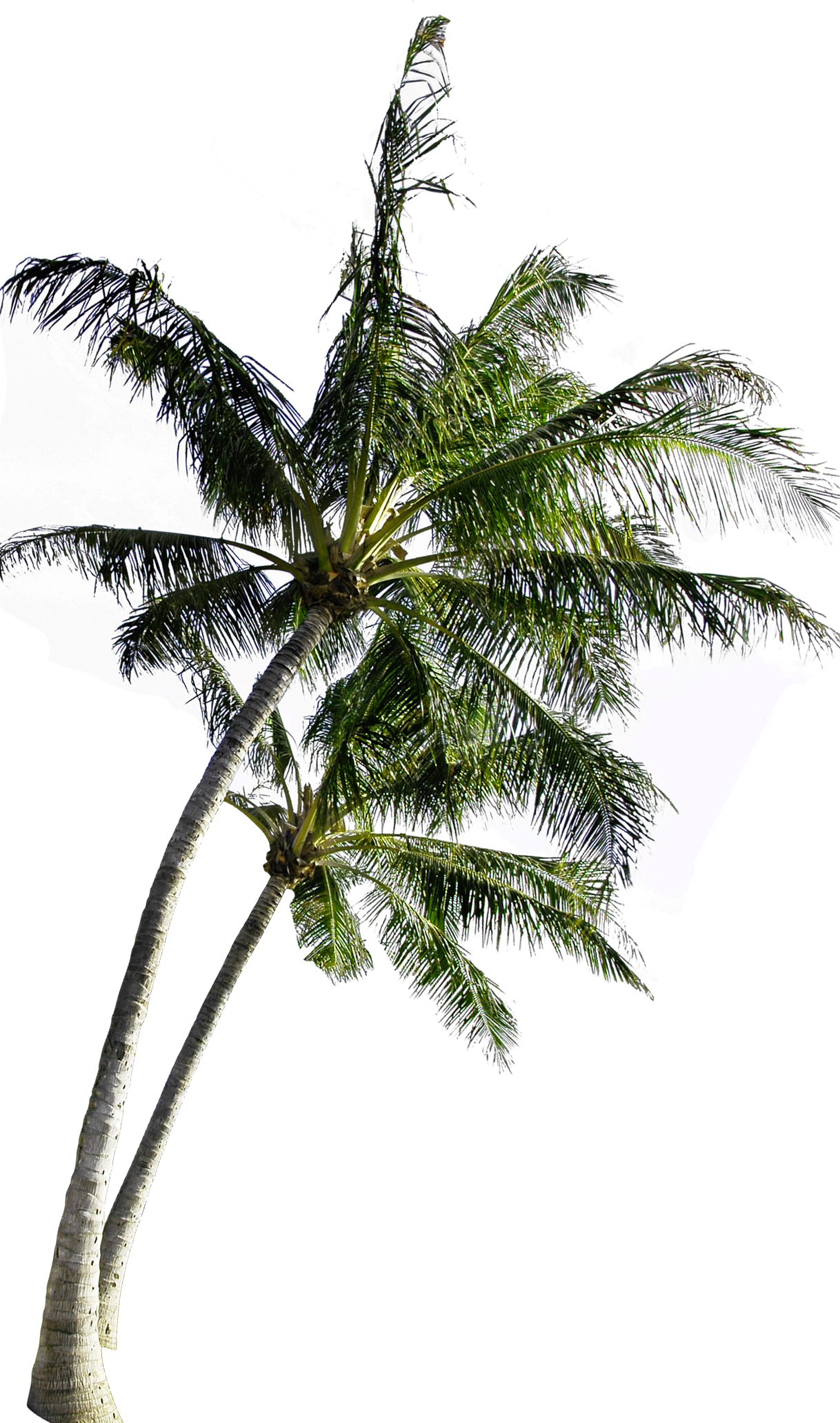 Coconut Computer Tree File Free Transparent Image HD Clipart