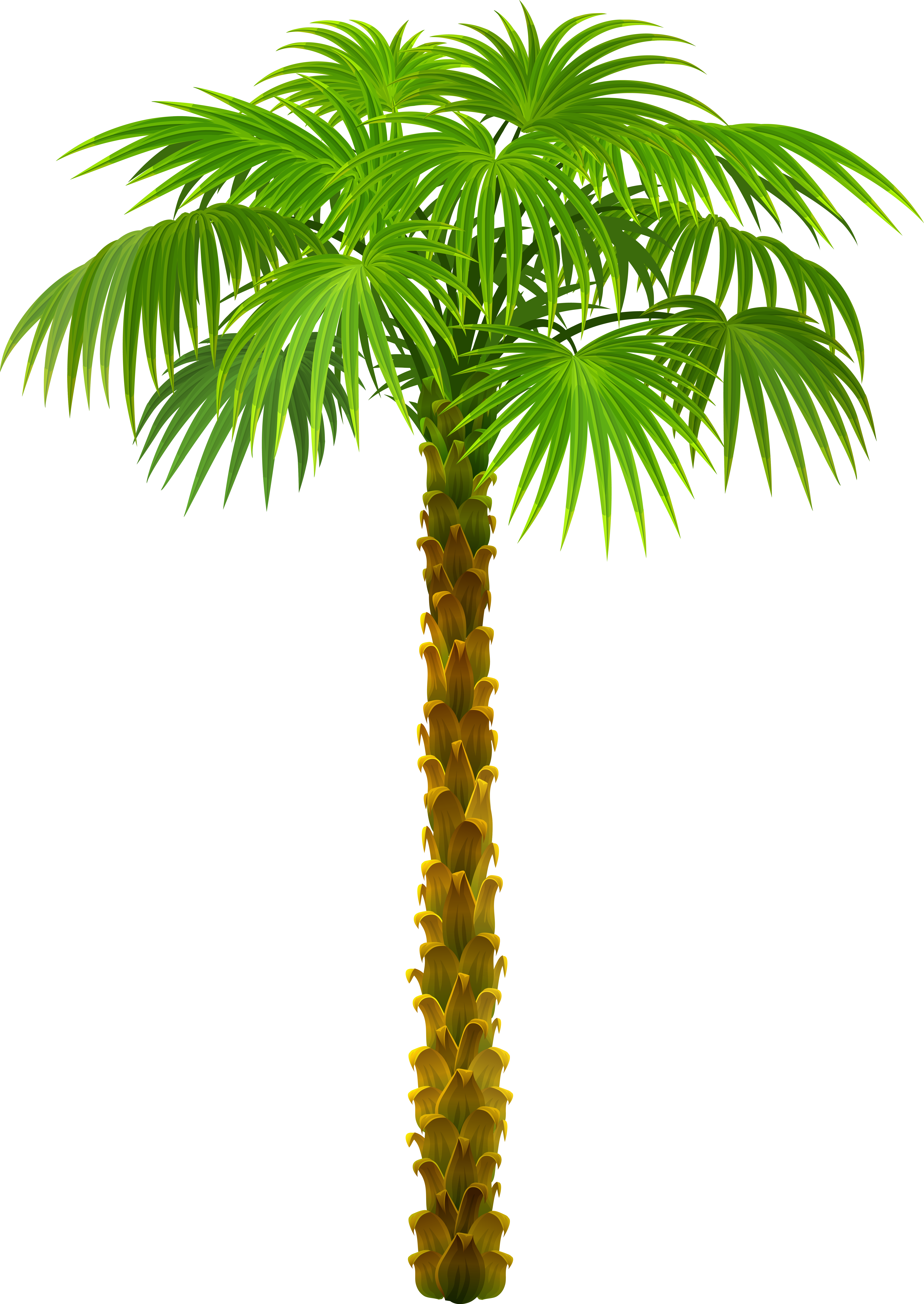 Tree Palm Trees Picture Download HD PNG Clipart
