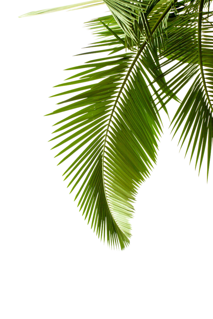 Leaf Pattern Tree Arecaceae Paper Palm Branch Clipart