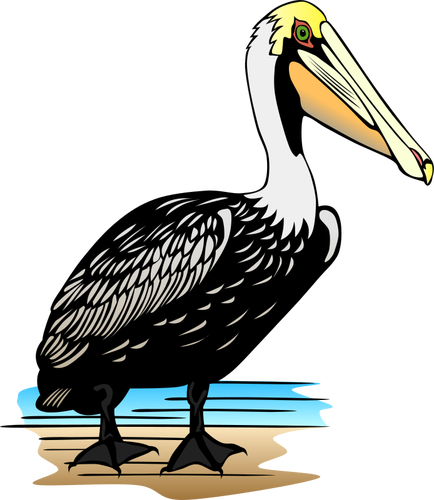 Pelican Bird Clipart