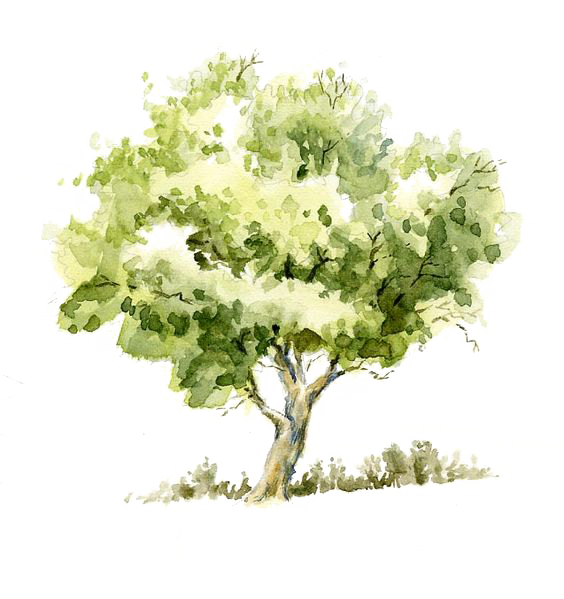 Download Pencil Sketch Tree Trees Watercolor Painting Drawing Clipart Png Free Freepngclipart