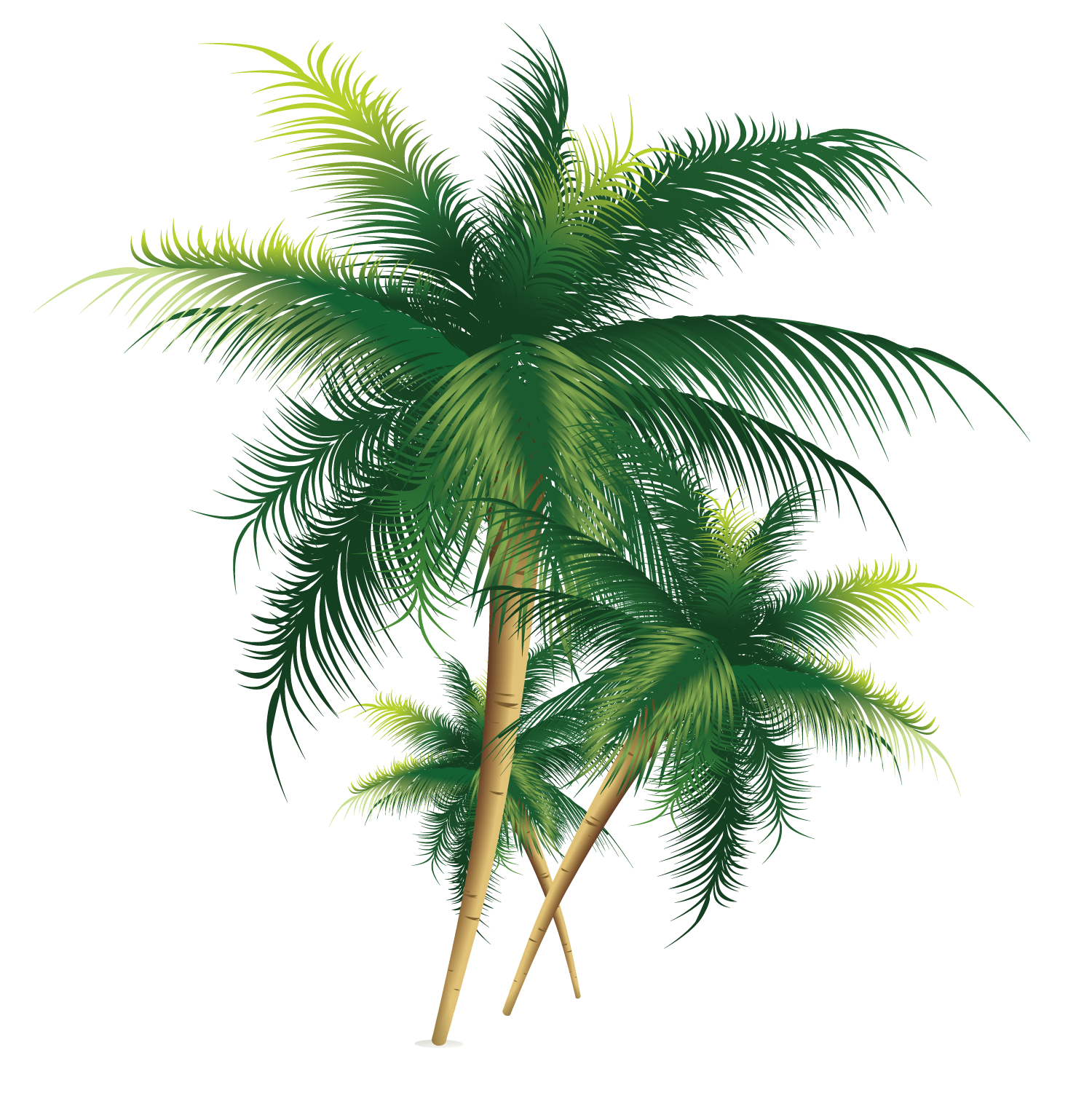 download coconut tree exquisite