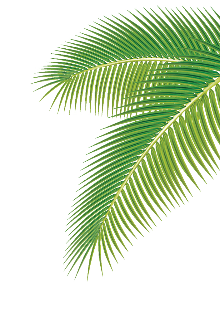 Arecaceae Palm Vector Leaf Euclidean PNG Image High Quality Clipart