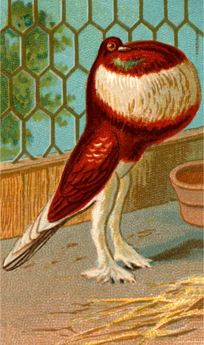 Pouter Pigeon Clipart