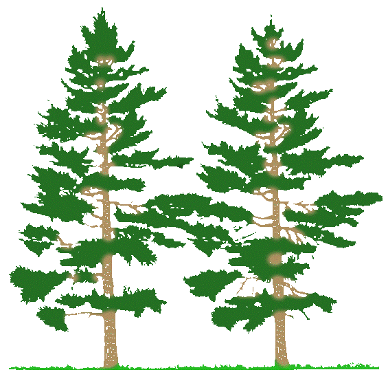 Pine Tree Black And White Image Clipart