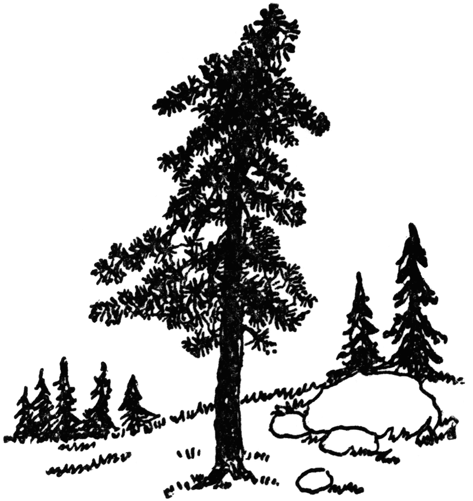 Clip Art Pine Tree Images Image Clipart