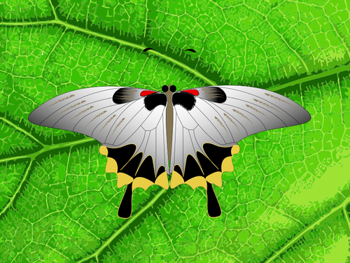 Of Grey Butterfly On A Leaf Clipart