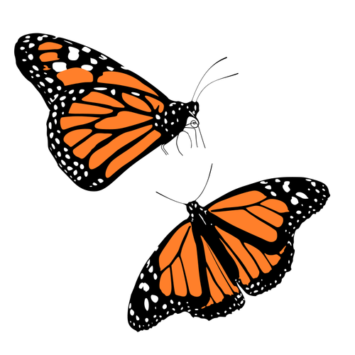 Of Black And Orange Butterflies Clipart