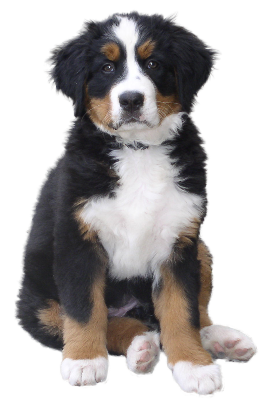Mountain Greater Breed Dog Bernese Swiss Puppy Clipart