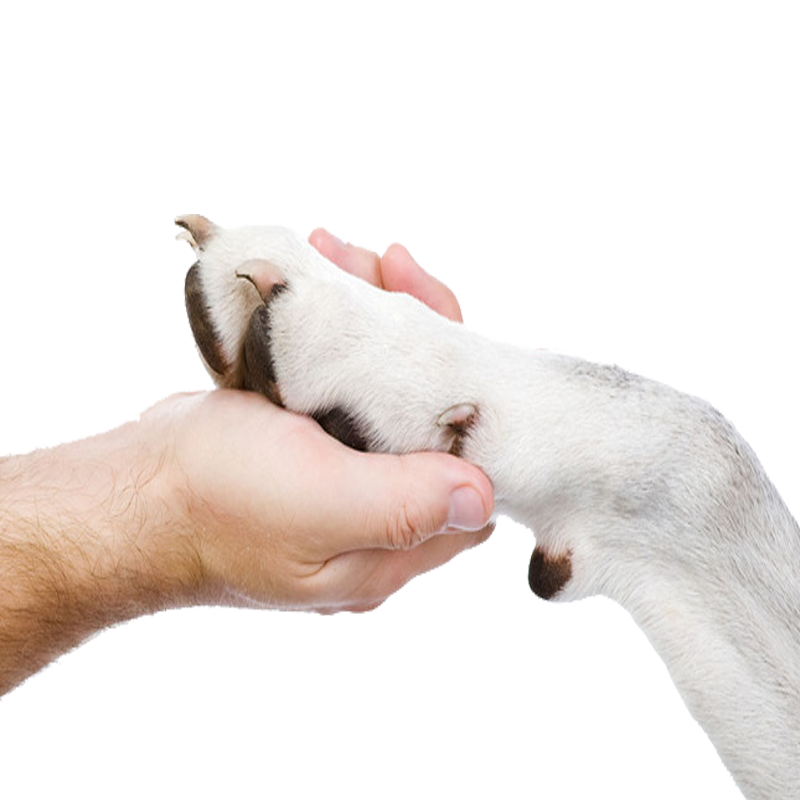 Holding Paw Breed Dog Cat Medicine Animal Clipart