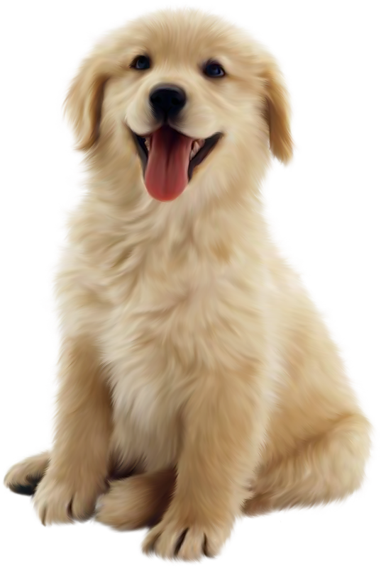 Golden 10 Pet Dog Puppy Retriever Clipart