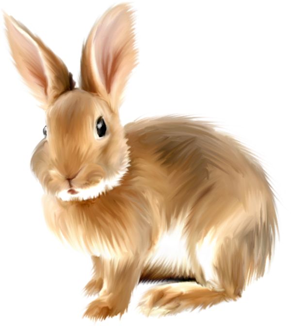 Bunny Rabbit Graphics Of Rabbits And Bunnies Clipart