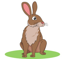Free Rabbit Pictures Graphics Illustrations Download Png Clipart