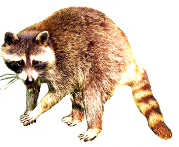 Raccoon Animal Free Download Clipart