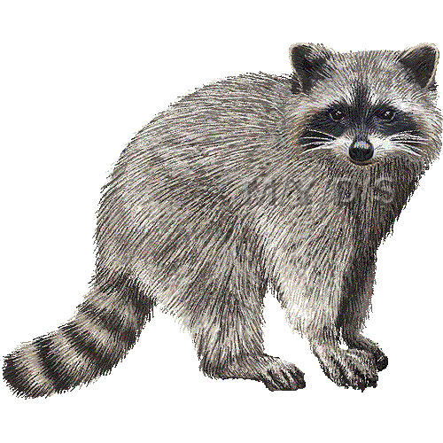 Raccoon Clipart Clipart