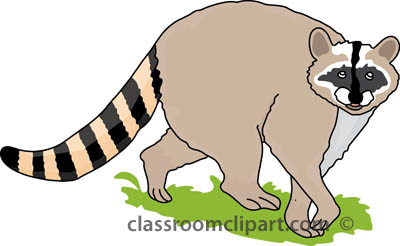 Raccoon Raccoon 3A Free Download Png Clipart