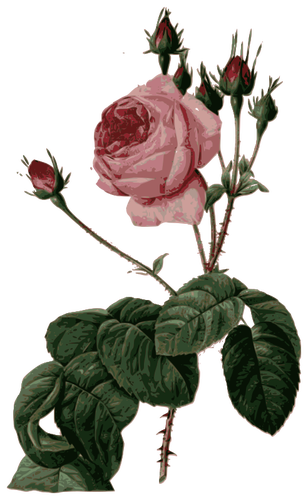 Blossomed Pink Rose With Leaves Clipart