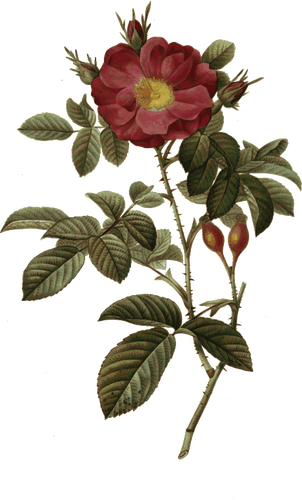 Wild Rose And Rosehips Clipart