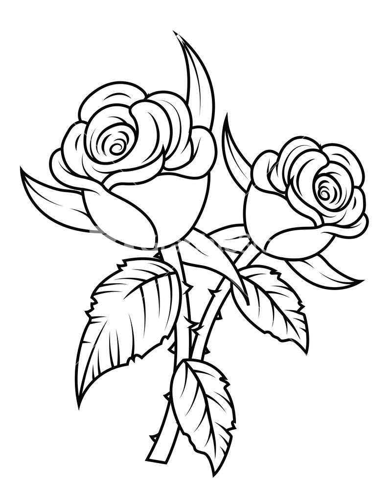 Red Roses Roses For You Red Roses Clipart