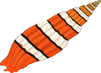 Seashell Download Transparent Image Clipart