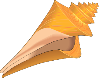 Seashell To Use Transparent Image Clipart