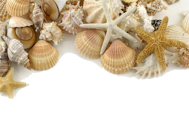 Decorative Seashell Sand Pearl Shore Seashells Clipart