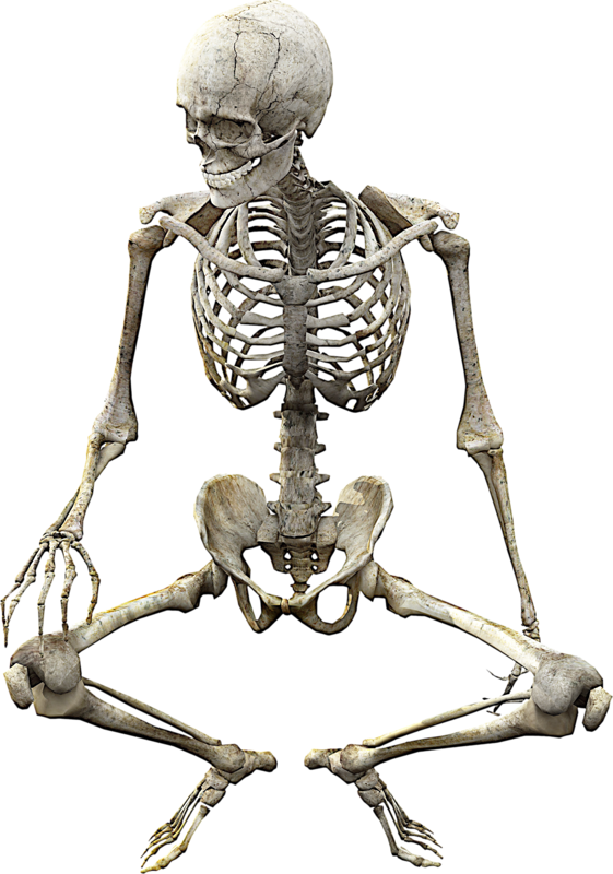 Skeleton Skull Vertebrate Anatomy Human Bone Clipart